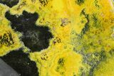 Very Vibrant, Free-Standing Polished Bumblebee Jasper #358631-1